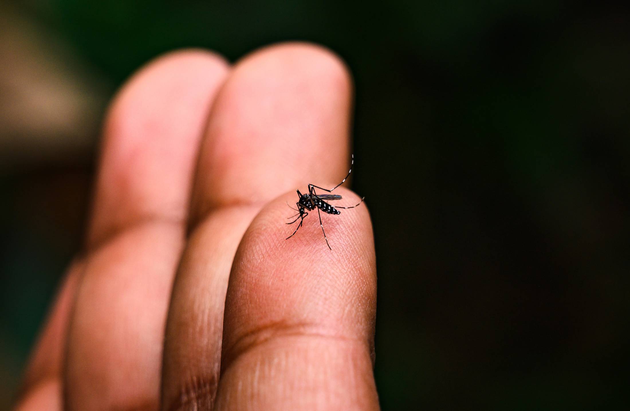 Dengue: sintomas, tratamento e dicas práticas para evitar a doença