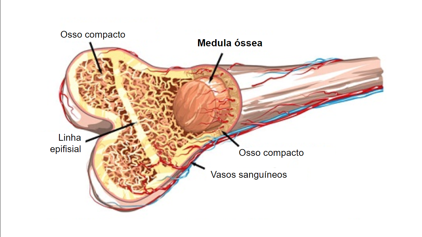 Doação de Medula Óssea: Um ato de amor que salva vidas